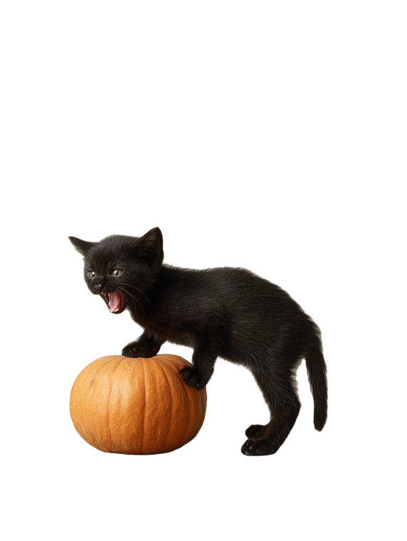 Hissing Kitten Pumpkin Vinyl Car Decal Sticker – Waterproof & UV-Resistant 8.213333333333333"