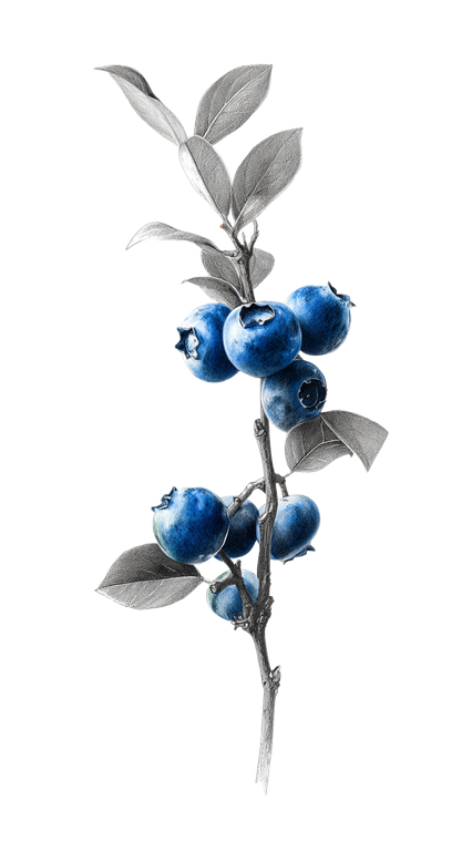 Blueberry Branch Drawing V3 Vinyl Car Decal Sticker – Waterproof & UV-Resistant 4.8533333333333335"
