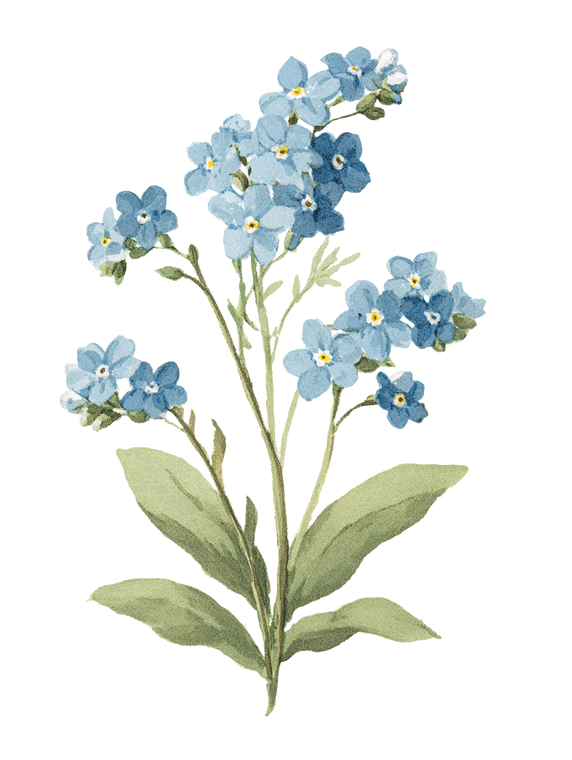 Forget Me Nots V2 Vinyl Car Decal Sticker – Waterproof & UV-Resistant 8.213333333333333"