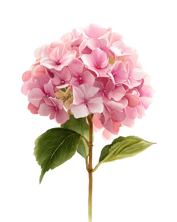 Vintage Pink Hydrangea Vinyl Car Decal Sticker – Waterproof & UV-Resistant 4.0"