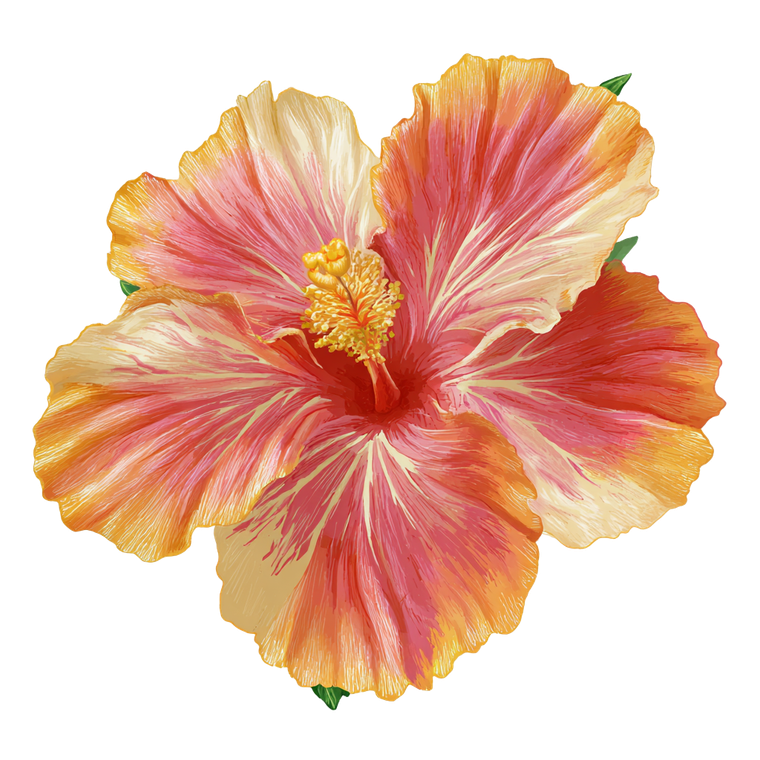 Hawaiian Hibiscus Illustration Vinyl Car Decal Sticker – Waterproof & UV-Resistant 3.4133333333333336"