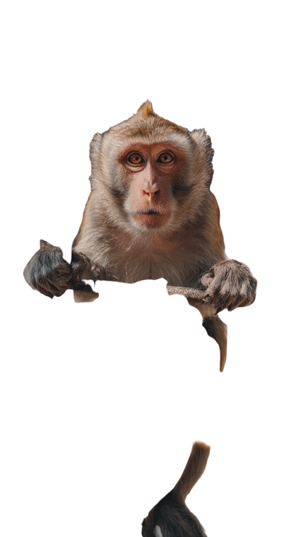 Offering Banana To Monkey Vinyl Car Decal Sticker – Waterproof & UV-Resistant 9.706666666666667"