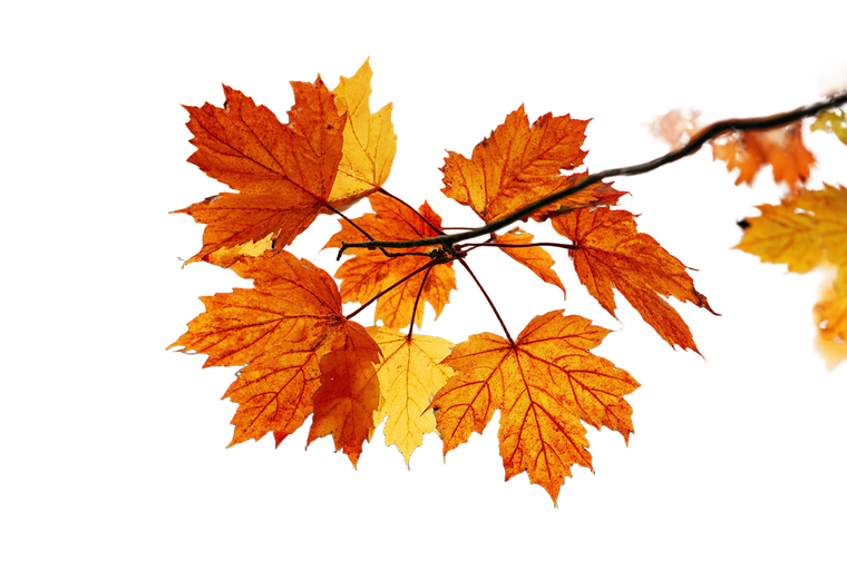 Maple Leaves Close-Up Vinyl Car Decal Sticker – Waterproof & UV-Resistant 2.986666666666667"