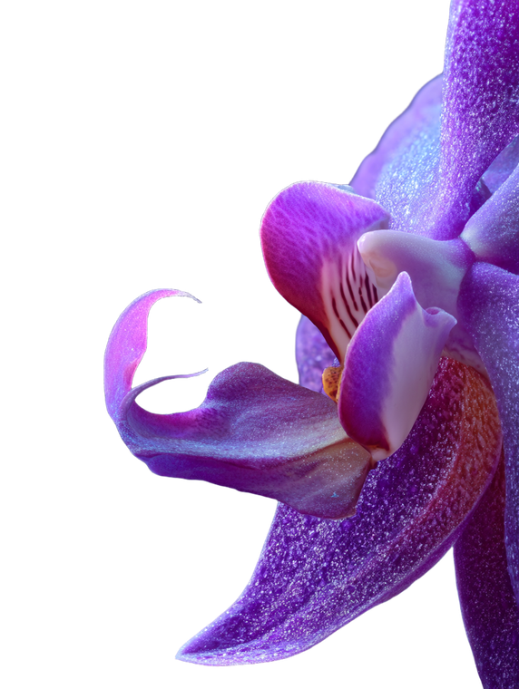 Purple Orchid Petal V2 Vinyl Car Decal Sticker – Waterproof & UV-Resistant 8.213333333333333"