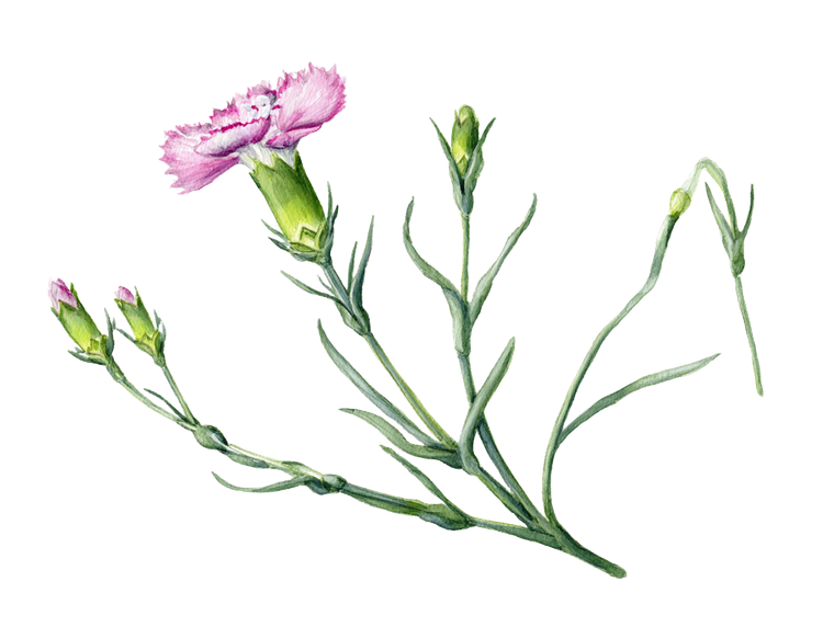 Watercolor Carnation Buds Vinyl Car Decal Sticker – Waterproof & UV-Resistant 6.1866666666666665"
