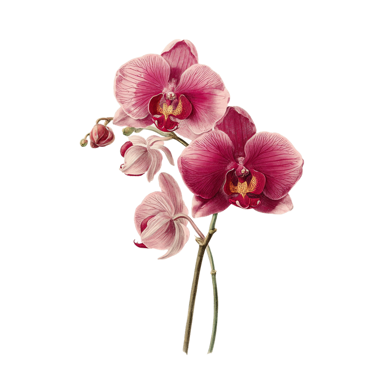 Vintage Orchid Drawing Vinyl Car Decal Sticker – Waterproof & UV-Resistant 6.826666666666667"