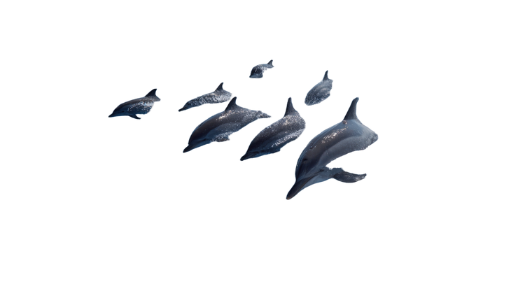 Dolphins Swimming Boat Vinyl Car Decal Sticker – Waterproof & UV-Resistant 2.72"