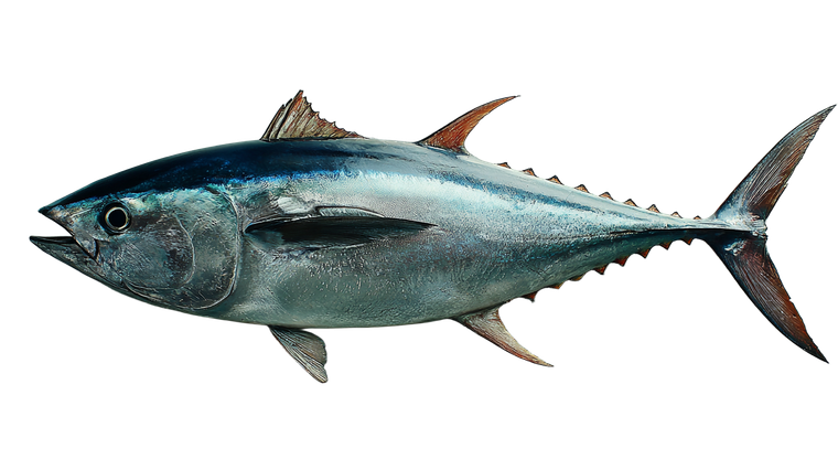 Bluefin Tuna Kitchen Vinyl Car Decal Sticker – Waterproof & UV-Resistant 5.4