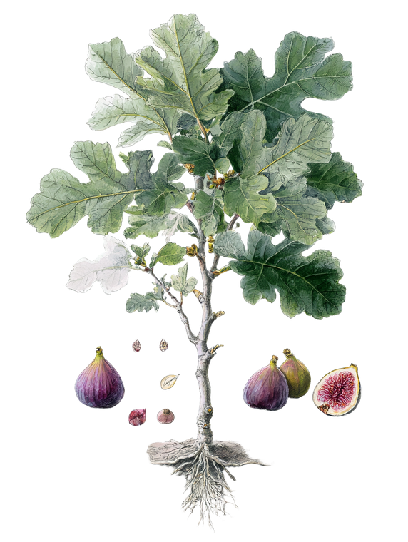 Fig Botanical Illustration Vinyl Car Decal Sticker – Waterproof & UV-Resistant 8.213333333333333"