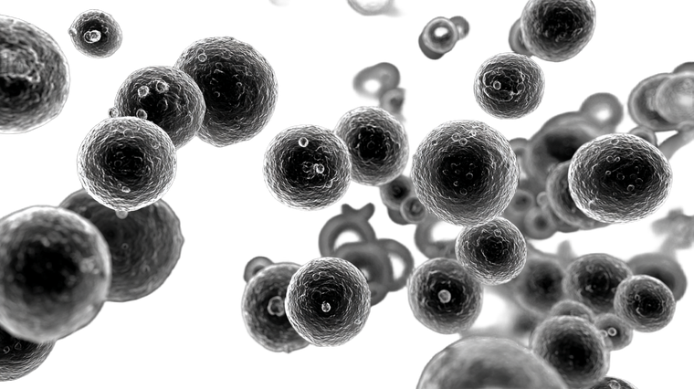 Staphylococcus Bacteria Vinyl Car Decal Sticker – Waterproof & UV-Resistant 5.4