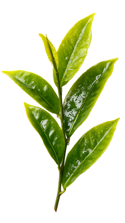 Tea Leaves Arrangement Vinyl Car Decal Sticker – Waterproof & UV-Resistant 4.8533333333333335"