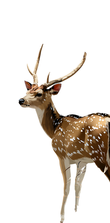 Spotted Deer Illustration V2 Vinyl Car Decal Sticker – Waterproof & UV-Resistant 5.173333333333333"
