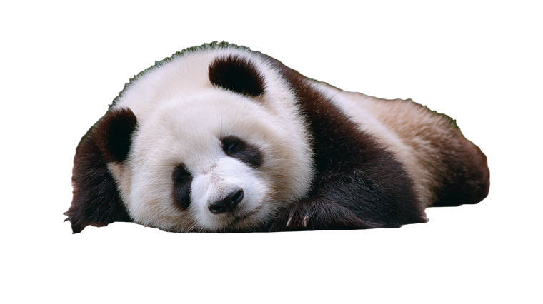 Sleeping Panda V6 Vinyl Car Decal Sticker – Waterproof & UV-Resistant 2.72"