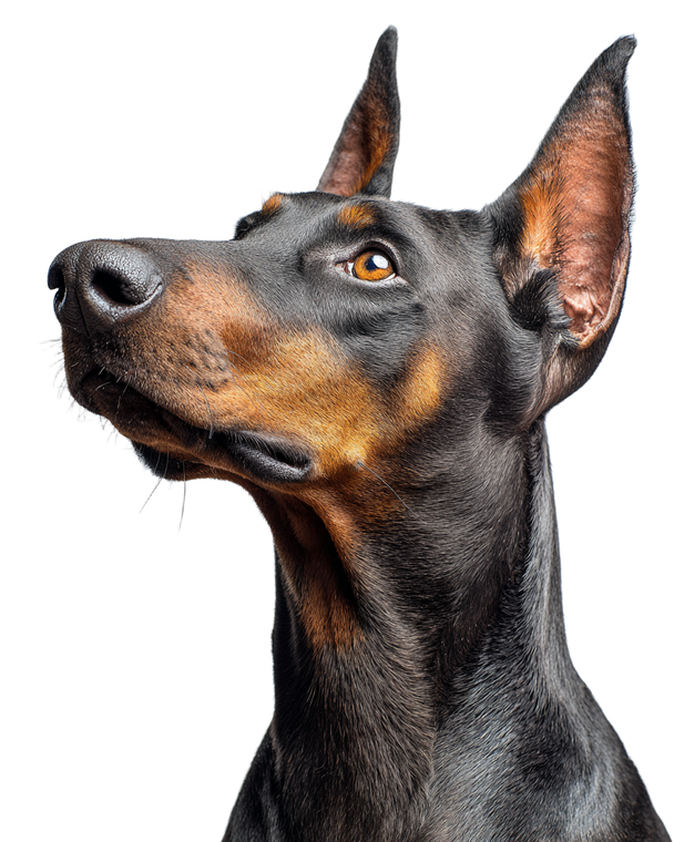 Doberman Pinscher Portrait Vinyl Car Decal Sticker – Waterproof & UV-Resistant 8.0"
