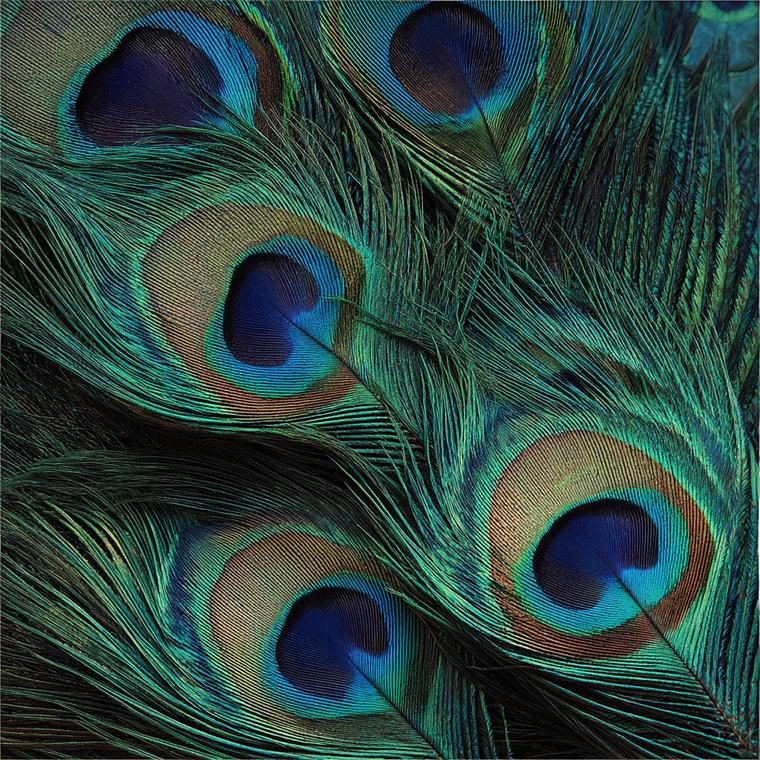 Peacock Feather Close-Up V2 Vinyl Car Decal Sticker – Waterproof & UV-Resistant 3.4133333333333336"