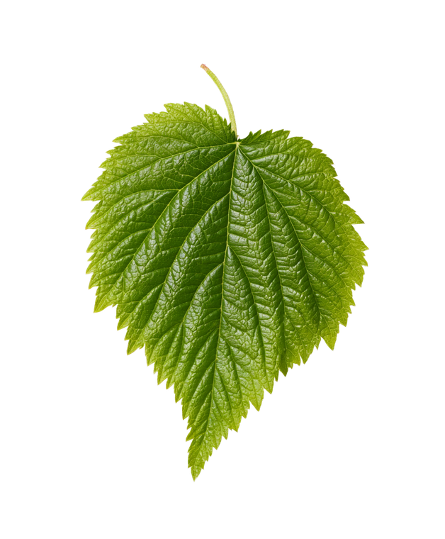 Floating Raspberry Leaf Vinyl Car Decal Sticker – Waterproof & UV-Resistant 8.0"