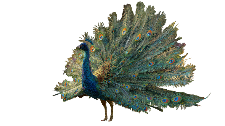Majestic Peacock Display V11 Vinyl Car Decal Sticker – Waterproof & UV-Resistant 2.72"