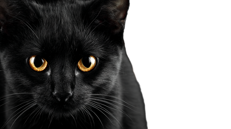 Black Cat Halloween V5 Vinyl Car Decal Sticker – Waterproof & UV-Resistant 2.72"