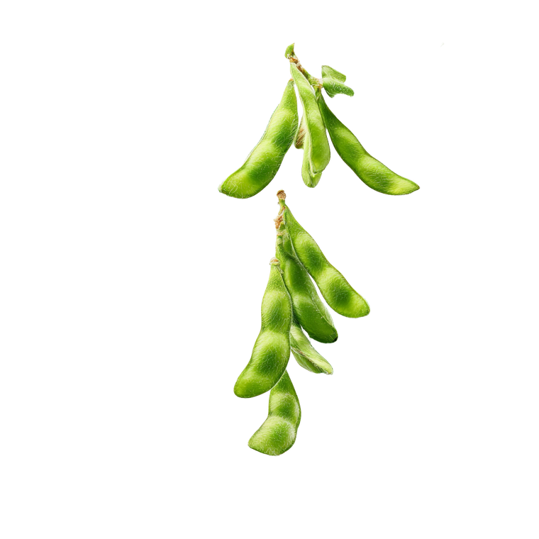 Soybean Plant Close-Up Vinyl Car Decal Sticker – Waterproof & UV-Resistant 3.4133333333333336"