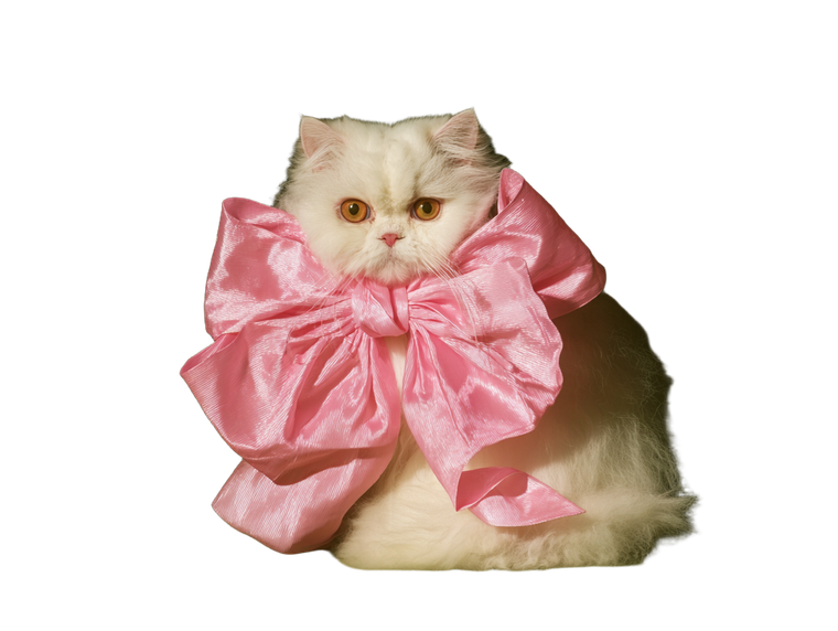Regal Persian Cat V2 Vinyl Car Decal Sticker – Waterproof & UV-Resistant 6.1866666666666665"