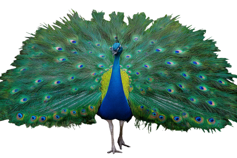 Peacock Displaying Feathers V3 Vinyl Car Decal Sticker – Waterproof & UV-Resistant 5.97333333333333