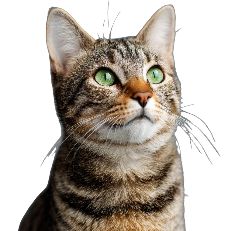 Tabby Cat Alert Vinyl Car Decal Sticker – Waterproof & UV-Resistant 3.4133333333333336"