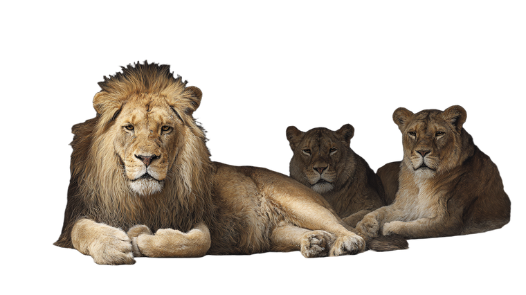 Lions In Den Vinyl Car Decal Sticker – Waterproof & UV-Resistant 2.72"