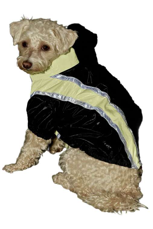 Dog In Jacket Vinyl Car Decal Sticker – Waterproof & UV-Resistant 8.96"