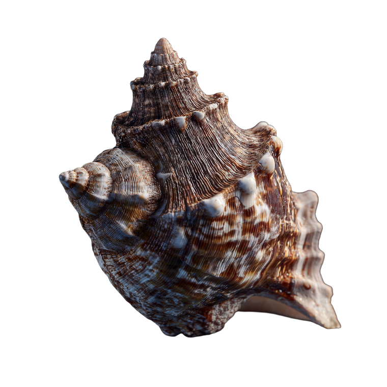 Seashell V5 Vinyl Car Decal Sticker – Waterproof & UV-Resistant 3.4133333333333336"