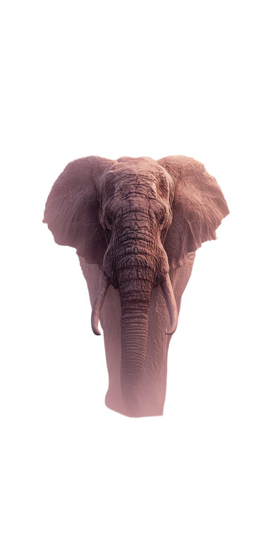 Ethereal Elephant Vinyl Car Decal Sticker – Waterproof & UV-Resistant 10.2