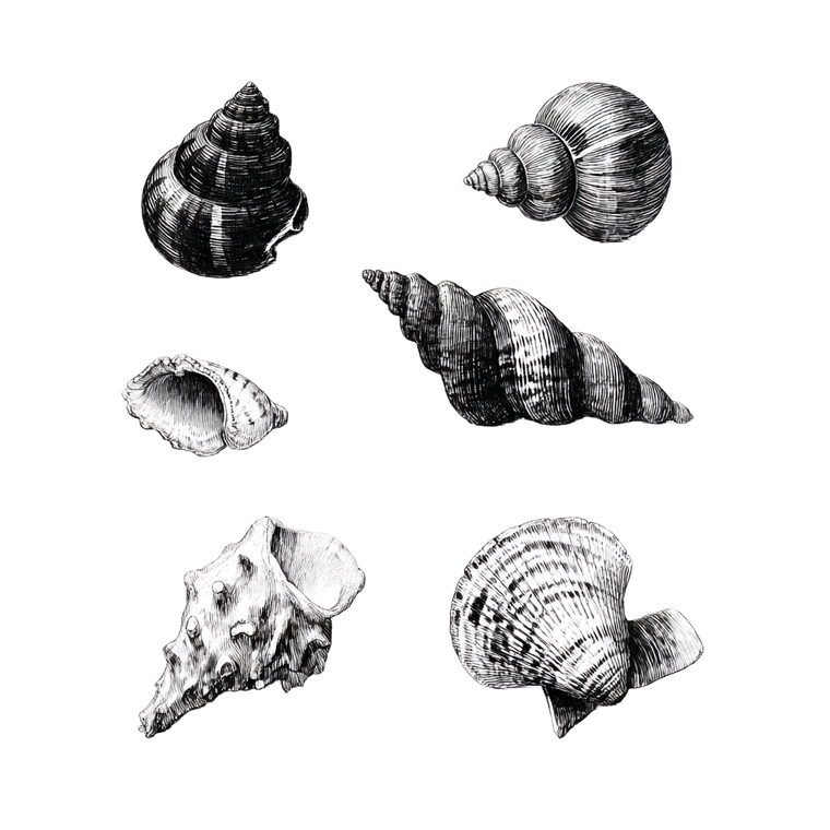 Hand-Drawn Shells Vinyl Car Decal Sticker – Waterproof & UV-Resistant 3.4133333333333336"