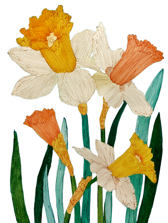 Daffodils Drawing Vinyl Car Decal Sticker – Waterproof & UV-Resistant 4.1066666666666665"