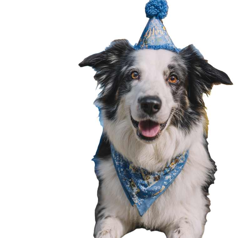 Dog Birthday Party V4 Vinyl Car Decal Sticker – Waterproof & UV-Resistant 3.4133333333333336"