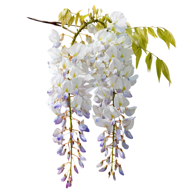 Wisteria White Flowers Vinyl Car Decal Sticker – Waterproof & UV-Resistant 6.826666666666667"