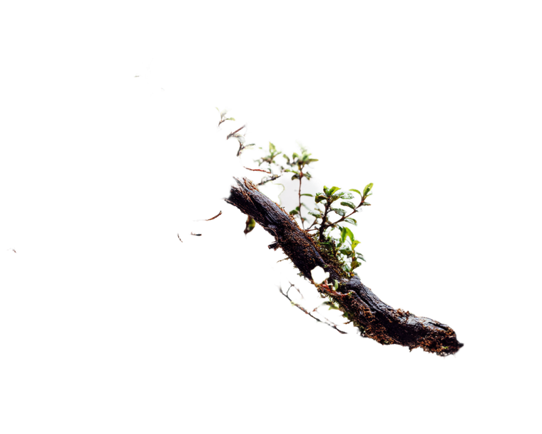 Twig On Moss Vinyl Car Decal Sticker – Waterproof & UV-Resistant 6.