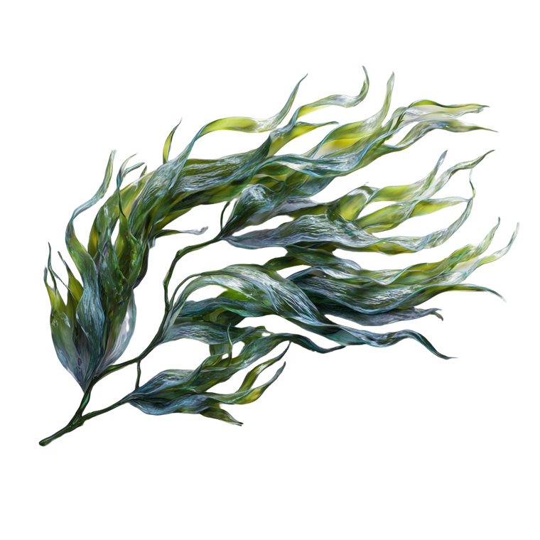 Kelp Algae Vinyl Car Decal Sticker – Waterproof & UV-Resistant 6.826666666666667"