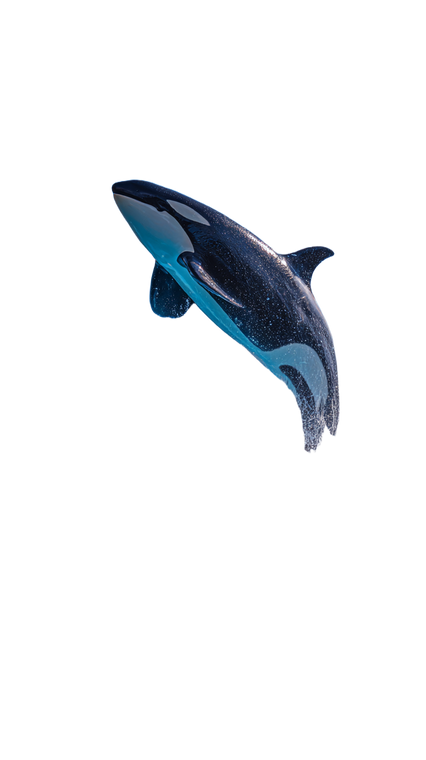 Leaping Orca Show Vinyl Car Decal Sticker – Waterproof & UV-Resistant 9.706666666666667"
