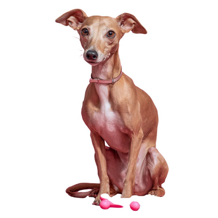 Italian Greyhound Portrait Vinyl Car Decal Sticker – Waterproof & UV-Resistant 6.826666666666667"
