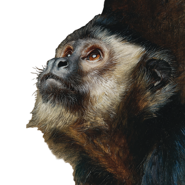 Curious Monkey Looking Up Vinyl Car Decal Sticker – Waterproof & UV-Resistant 3.4133333333333336"