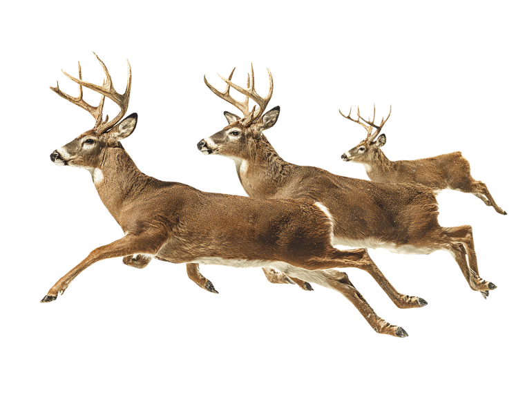 Running Deer Trio Vinyl Car Decal Sticker – Waterproof & UV-Resistant 6.1866666666666665"