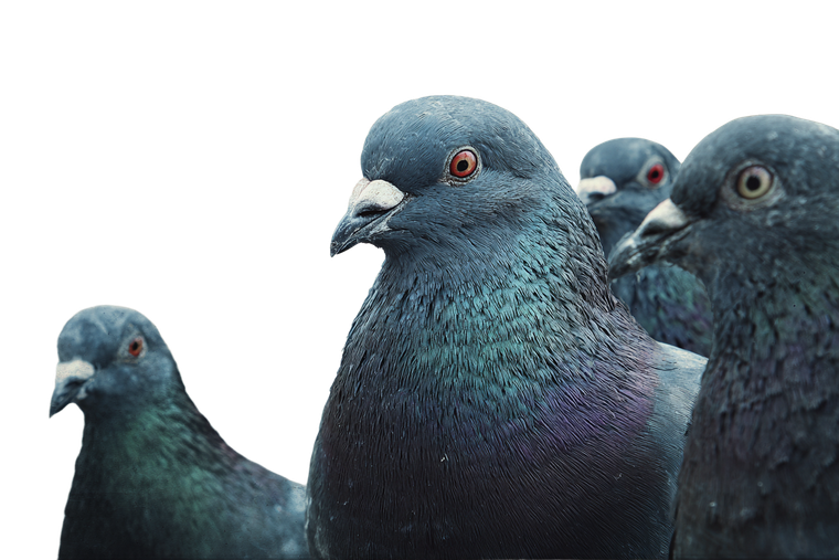 Artistic Pigeons Vinyl Car Decal Sticker – Waterproof & UV-Resistant 2.986666666666667"