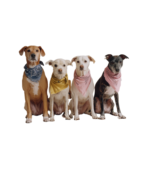 Dogs In Bandanas Vinyl Car Decal Sticker – Waterproof & UV-Resistant 8.213333333333333"