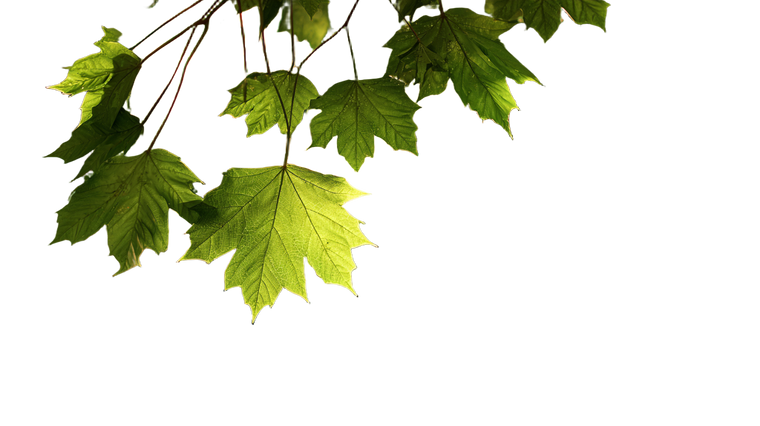 Leaf Veins Bokeh Vinyl Car Decal Sticker – Waterproof & UV-Resistant 5.4