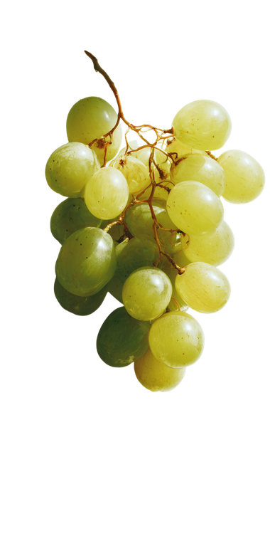 Glass Grapes Sparkle Vinyl Car Decal Sticker – Waterproof & UV-Resistant 10.2
