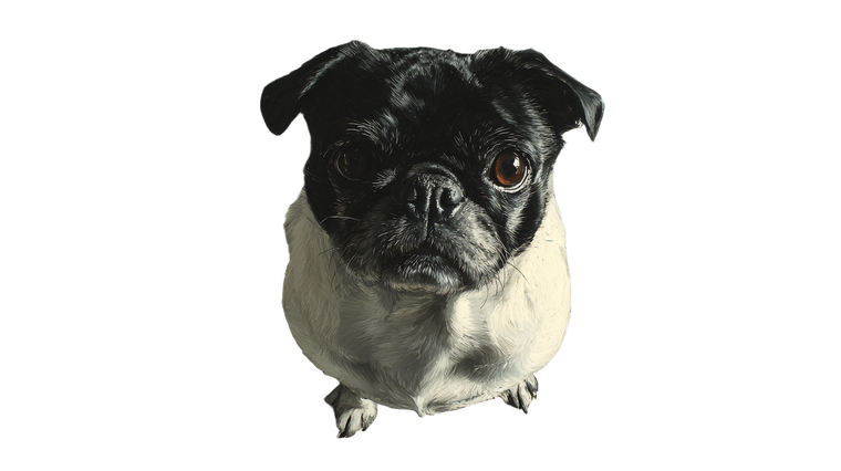 Black And White Pug Vinyl Car Decal Sticker – Waterproof & UV-Resistant 5.4