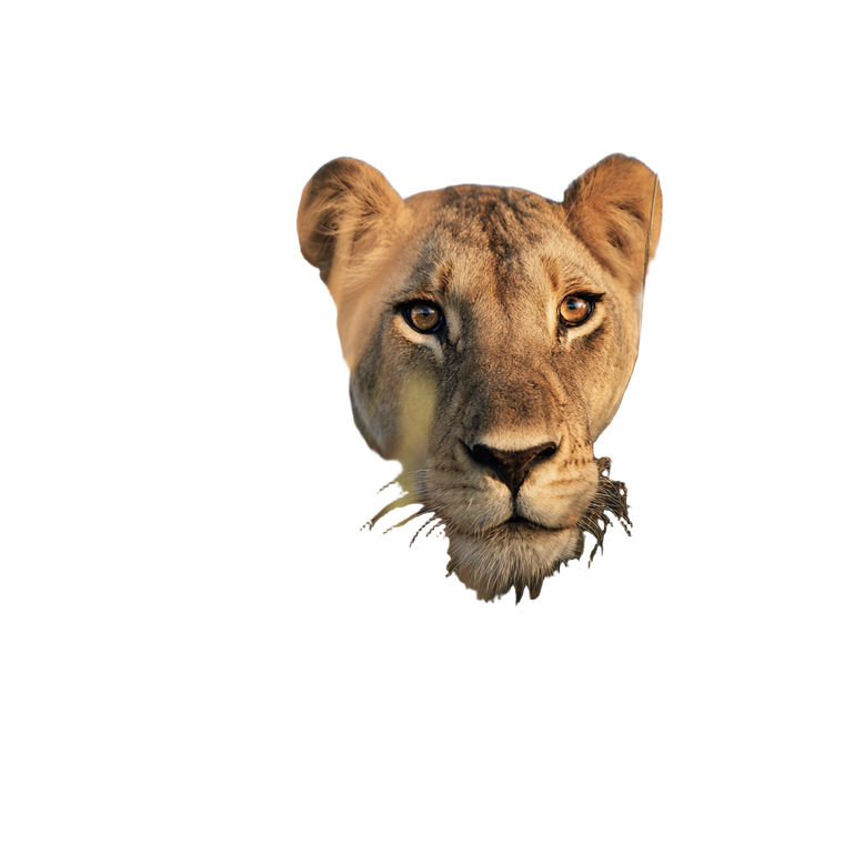 Lioness In Grass Vinyl Car Decal Sticker – Waterproof & UV-Resistant 6.826666666666667"