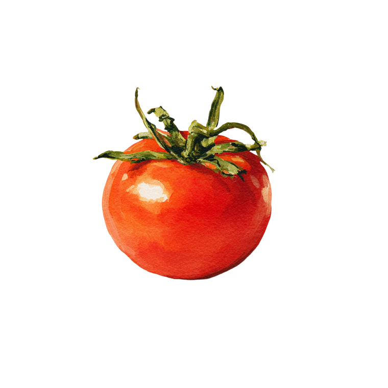 Gouache Tomato Illustration Vinyl Car Decal Sticker – Waterproof & UV-Resistant 6.826666666666667"