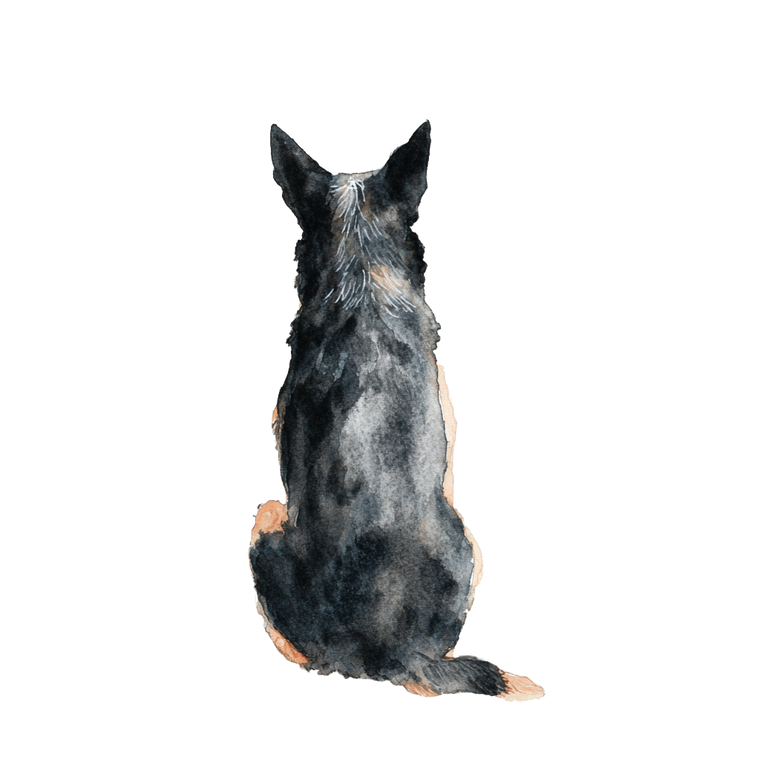 Australian Cattle Dog V4 Vinyl Car Decal Sticker – Waterproof & UV-Resistant 6.826666666666667"