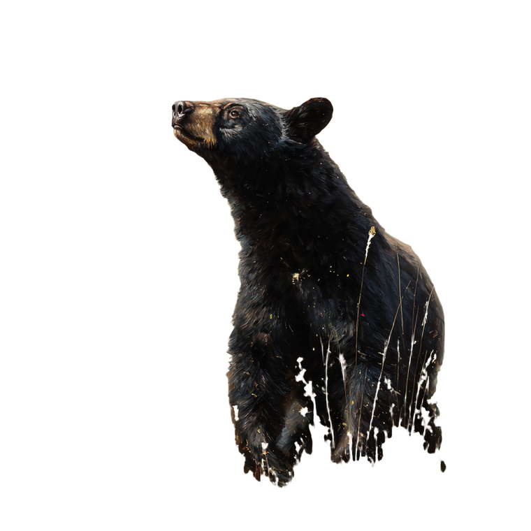 Curious Black Bear V2 Vinyl Car Decal Sticker – Waterproof & UV-Resistant 6.826666666666667"