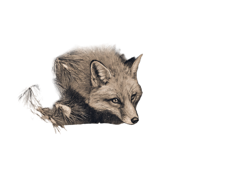 Fox In Winter V4 Vinyl Car Decal Sticker – Waterproof & UV-Resistant 3.0933333333333333"
